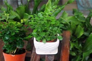 Top 10 Plants to help reduce formaldehyde concentration in the house