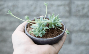 How to keep succulents