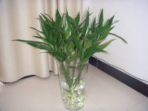 How to do with yellowing leaves of bamboo? Teach you a few tricks to easily cope!