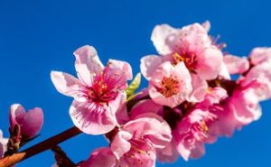 What to put at home to cut bad peach blossom-measure whether you will take youth gambling love