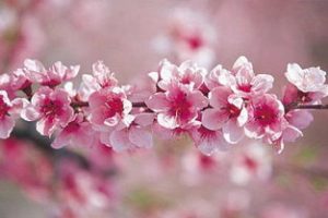 Is there any way to kill your lover’s peach blossoms-how to prevent your husband’s romantic luck from being too prosperous