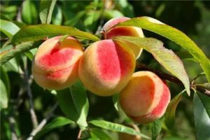 Is it good to put peaches in the refrigerator? How should I store them?