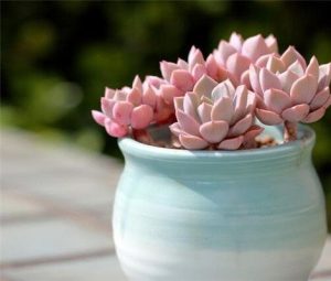 What are the benefits of succulents?