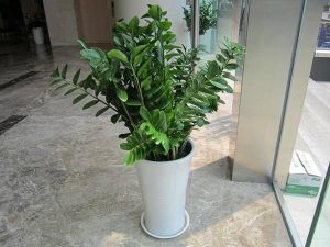 How to grow money tree indoors?