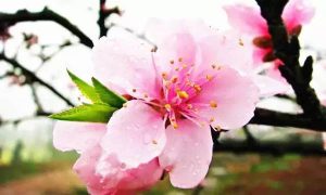 Can you keep peach blossoms at home? Notes on keeping peach blossoms at home