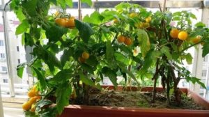 What fruits are suitable for growing on the balcony? Eat up natural and organic fruits!