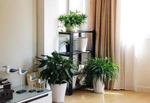 What plant can the living room put fortune Feng shui good