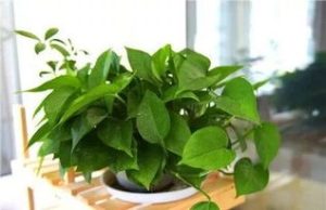 Diagnosis and treatment of common problems of indoor foliage plants