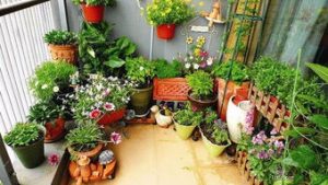 What are the best plants for indoor culture