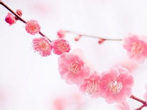 How to break bad peach blossom luck, wearing a cut peach blossom amulet or improve feng shui, can work