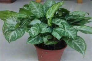 Can I put it in the bedroom? It’s a poisonous foliage plant and it’s best to put it outside