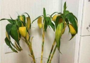 Rich bamboo leaves yellow how to do? Teach you a few easy to deal with!