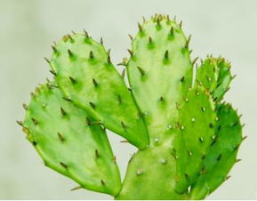 Where cactus cut peach blossom – Facial analysis of towering sky