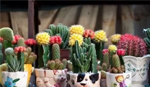 Cactus is not a small guard against radiation?