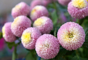 How to raise ping pong chrysanthemum indoors?