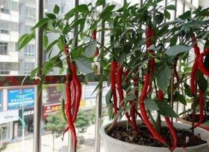 How to grow peppers on the balcony