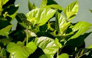 The function and effect of mulberry leaf shampoo