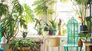 These houseplants, which don’t need sunlight, can easily be fed without it