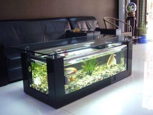 Putting a fish tank in your home is good for your health Some suggestions for new fish keepers