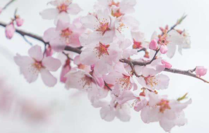 Anti-san chop peach blossom home feng shui – see your relationship will be broken due to what happened