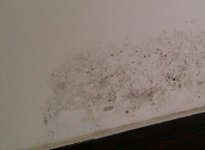 What about moldy walls