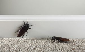 How does home cockroach do at home dispel cockroach have a trick