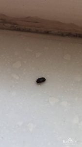 There are so many little black bugs in the house