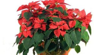 Are poinsettias poisonous? Can I put it in the bedroom?