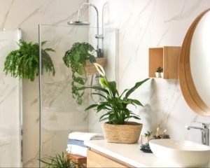 What kind of plants are best for the bathroom? Suitable for the bathroom to raise the flower inventory