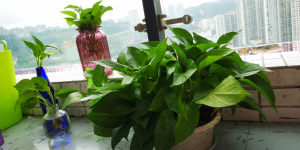 What plants are good to keep at home? What flower feng shui is good to keep at home?