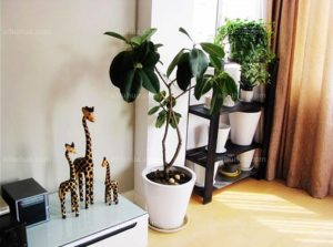 What is the right choice for indoor plants?