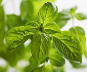 The efficacy and function of basil essential oil