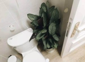 What plants are best placed in the bathroom?